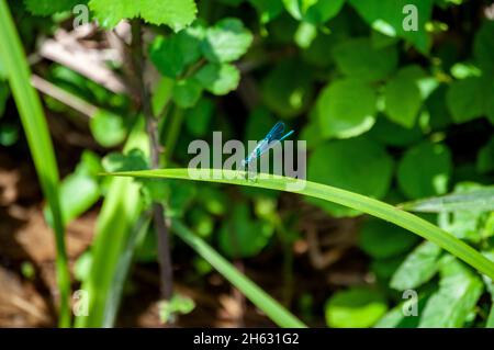 Die schöne demoiselle (Calopteryx virgo) auf der Vegetation im nationalpark krka, kroatien Stockfoto