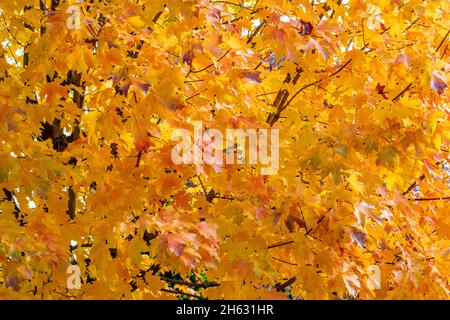 Herbstblätter auf Zuckerahornbaum - Acer Saccharun Blatt erreicht seinen Herbstfärbegipfel in der Nähe von Philadelphia im Osten der Vereinigten Staaten - Beispiele für Carotinoide Allelopathy Anthocyane Koevolution und Signaltheorie Stockfoto