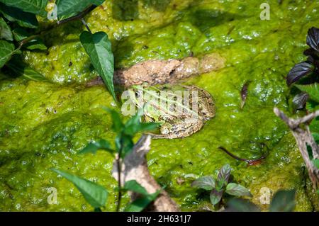 Ein wilder grüner Wasserfrosch im nationalpark krka, kroatien Stockfoto