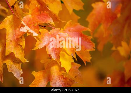 Herbstblätter auf Zuckerahornbaum - Acer Saccharun Blatt erreicht seinen Herbstfärbegipfel in der Nähe von Philadelphia im Osten der Vereinigten Staaten - Beispiele für Carotinoide Allelopathy Anthocyane Koevolution und Signaltheorie Stockfoto