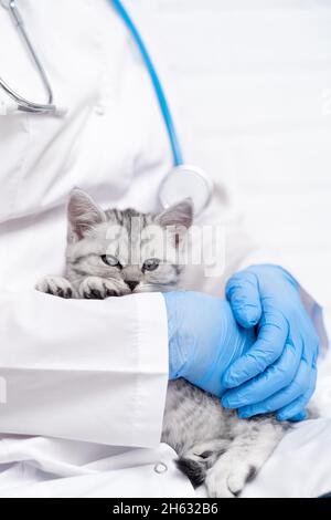 Tierarzt mit kleinen grauen schottischen Kätzchen in den Armen in der medizinischen Tierklinik. Stockfoto