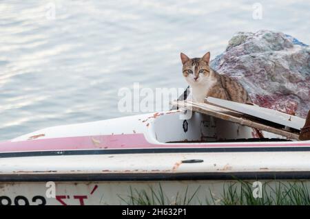 Katze in einem Boot Stockfoto