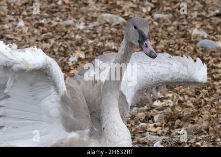 Der juvenile Trompeter Swan zeigt in Jackson, Wyoming, in den Vereinigten Staaten, wunderschöne graue Gefieder-Farben, während er entlang des grasbemalten Teichs geht Stockfoto