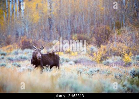 Ein Kuhelch, der vor Espenbäumen steht und sich für die Herbstsaison an der letzten Farbe festhält. Grand Teton National Park, Wyoming Stockfoto