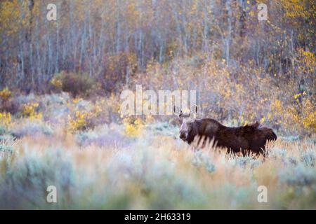 Ein Kuhelch, der in der Büsche vor Espenbäumen steht und sich an die letzten Herbstfarben der Saison klammert. Grand Teton National Park, Wy Stockfoto