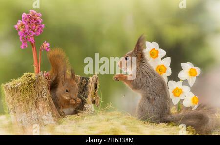 Nahaufnahme eines jungen roten Eichhörnchens, das in einem Baumstamm sitzt und ein weiteres mit Narzissen-Blüten steht Stockfoto
