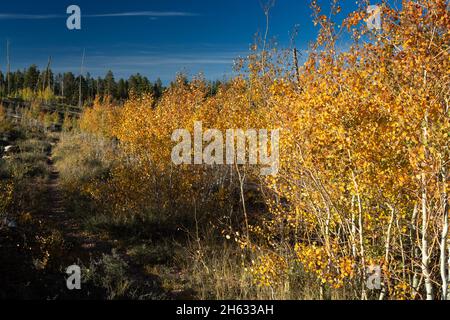 Herbstblätter, die an jungen Espenbäumen am Arizona Trail hängen. Kaibab National Forest, Arizona Stockfoto