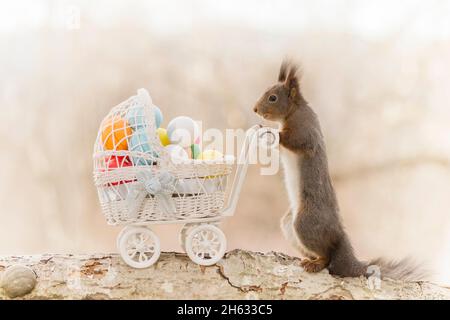 Nahaufnahme von roten Eichhörnchen mit einem Kinderwagen mit Eiern Stockfoto