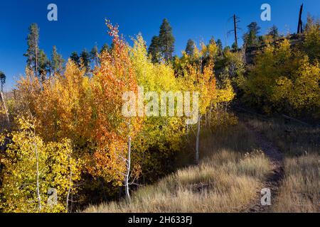 Junge HerbstEspenbäume in einem Waldbrandgebiet wachsen und verändern sich für die Herbstsaison entlang des Arizona Trail. Kaibab National Forest, Arizona Stockfoto