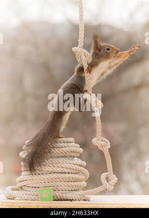 Nahaufnahme des roten Eichhörnchens, das mit einem Seil in den Händen und einem Holzblock mit Kapitell nach draußen streckt Stockfoto