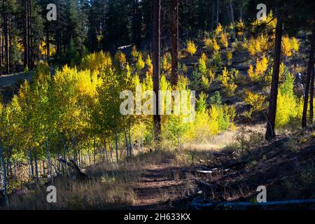 Unter hohen Ponderosa-Kiefern wachsen unter den von Sonnenlicht beleuchteten Espenbäumen. Kaibab National Forest, Arizona Stockfoto