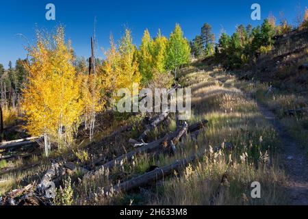 Junge Espenbäume wechseln für die Herbstsaison entlang des Arizona Trail. Kaibab National Forest, Arizona Stockfoto