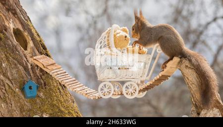 Nahaufnahme des roten Eichhörnchens, das auf der Brücke mit dem Kinderwagen steht, und des Bären, der auf das Loch des Baumes mit dem kleinen Vogelhaus gerichtet ist Stockfoto