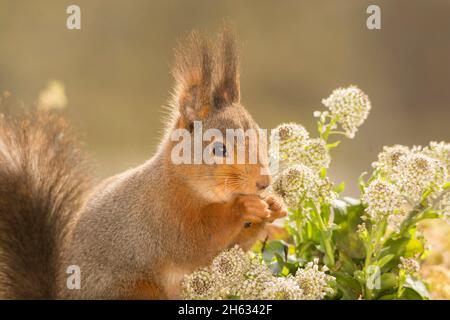 Nahaufnahme von roten Eichhörnchen zwischen Blumen Stockfoto