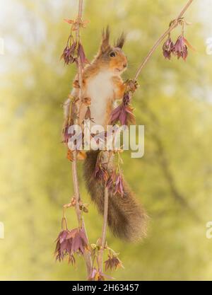 Nahaufnahme des roten Eichhörnchens zwischen Zweigen, die in einer Spalte stehen Stockfoto