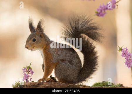 Profil und Nahaufnahme des roten Eichhörnchens zwischen den Blüten mit den Schwänzen nach oben Stockfoto