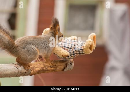 Nahaufnahme von roten Eichhörnchen mit einer riesigen Eichel in Händen Stockfoto
