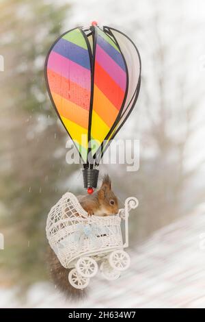 Nahaufnahme eines roten Eichhörnchens in einem Kinderwagen, der unter einem Regenbogenballon in der Luft hängt Stockfoto