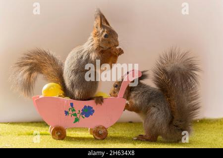 Nahaufnahme von roten Eichhörnchen Wih ein Kinderwagen mit Eiern gefüllt Stockfoto