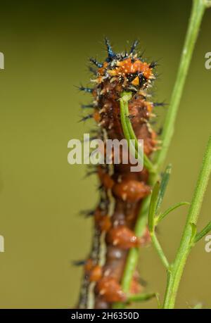 Nahaufnahme einer Schmetterlingsraupe der gewöhnlichen Buckeye, die ihre Wirtspflanze, den False Foxglove, frisst Stockfoto