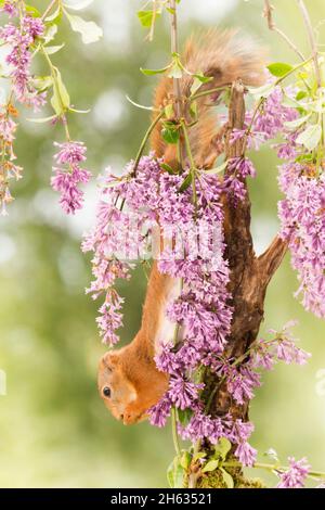 Nahaufnahme des roten Eichhörnchens, das kopfüber auf Ästen mit Blumen hängt Stockfoto