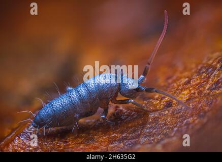 Schlanker Springschwanz, Orchesella flavescens auf Holz, Nahaufnahme Fokus gestapelt Makro-Foto Stockfoto