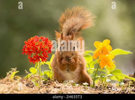 Nahaufnahme eines roten Eichhörnchens zwischen Blumen, das den Betrachter ansieht Stockfoto