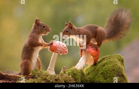 Rote Eichhörnchen sind zusammen mit Pilzen Stockfoto