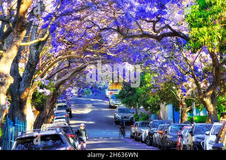 Tunnelbogen blühender Jacaranda-Bäume, bedeckt mit violetten Blumen, über geparkten Autos und Fußgängern im Wohnvorort Kirribilli von Sydney. Stockfoto