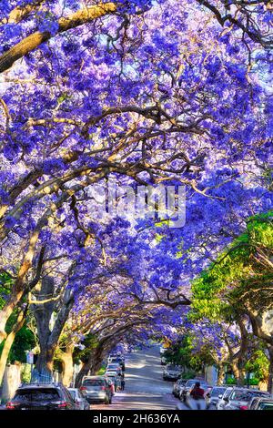 Natürliche blühende landschaftlich reizvolle Baumbedeckung von Jacaranda-Bäumen in Kirribilli, einem Vorort von Sydney North Shore. Stockfoto