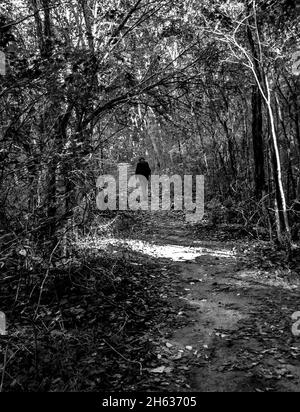 Graustufenaufnahme eines Wanderers, der durch den Fußweg im Wald geht Stockfoto