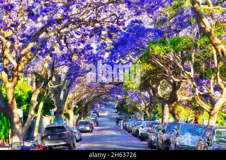 Blühende Jacaranda-Bäume in einem ruhigen Wohnvorort Killibilli an der Nordküste mit geparkten Autos und Menschen, die Fotos machen. Stockfoto