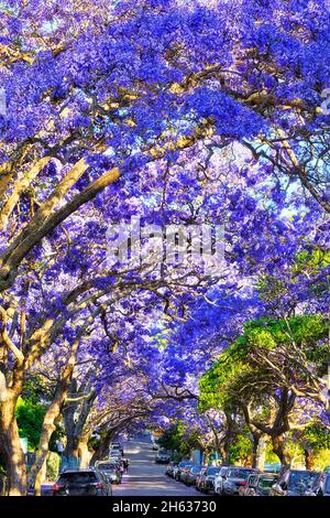 Der blühende Bogen der Jacaranda-Bäume krönt sich im Frühling über einer ruhigen Wohnstraße im Vorort Kirribilli der Sydney North Shore. Stockfoto