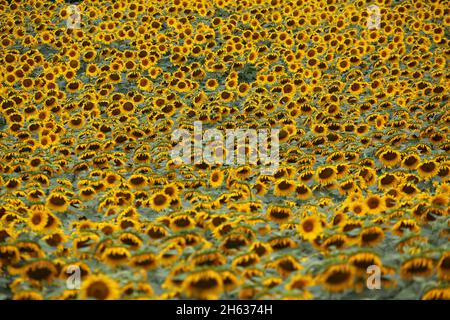 FRANKREICH. AUDE (11) MONTOLIEU. SONNENBLUMEN, FELD Stockfoto