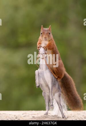 Rotes Eichhörnchen sitzt auf einem aufsteigenden Pferd Stockfoto