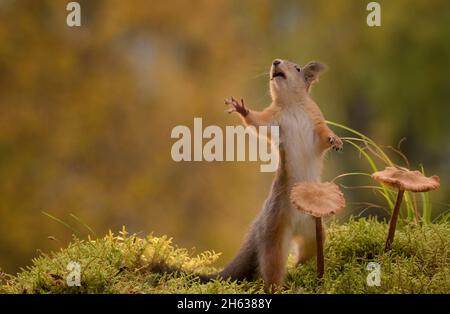 Rote Eichhörnchen ist gemeinsam mit Pilzen erreichen Stockfoto