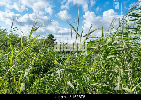 Flusslandschaft Naturpark peenental, peenlandschaft bei loitz, Schilf Stockfoto