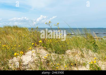 mecklenburg-vorpommern, Naturpark der Insel usedom, ostseestrand, Cumuluswolken Stockfoto