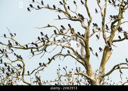 mecklenburg-vorpommern, anklamer bruch, Weltnaturerbe, Flusslandschaft peenetal, Kormoran-Heiligtum Stockfoto