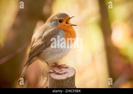 Europäischer Robin singt am Morgen (Erithacus Rubecula) Stockfoto