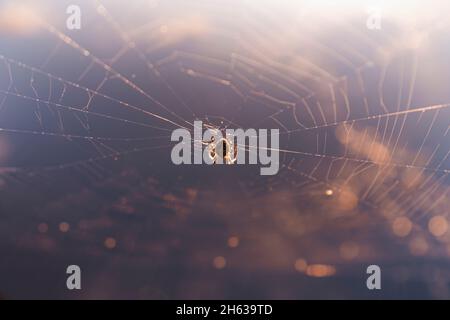 spinne im Netz am See Stockfoto