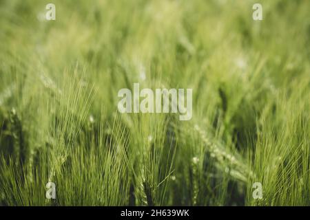 Gerste, hordeum vulgare, deutschland, Frühling Stockfoto