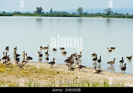 Graugänse (anser anser) auf See lange lacke, neusiedlersee –€“ seewinkel Nationalpark, apetlon, burgenland, österreich Stockfoto