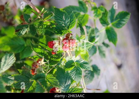 Reife Himbeeren (rubus idaeus) am Busch, Früchte, bayern, deutschland Stockfoto
