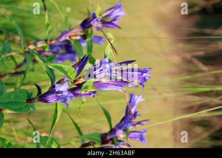 Schwalbenkraut Enzian, gentiana asclepiadea, bayern, deutschland Stockfoto