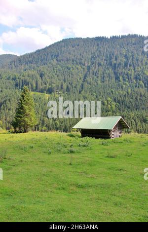 deutschland,bayern,oberbayern,karwendel,Berge,mittenwald,Wildfütterung im Sommer auf der Brandle alm, Stockfoto