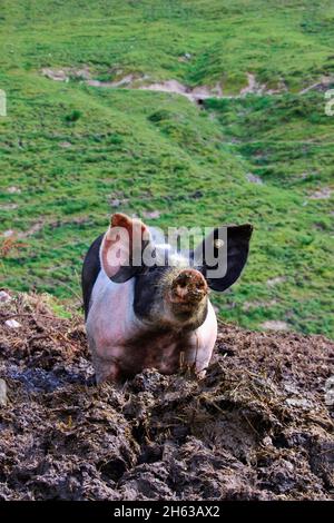 Hausschwein auf der plumsjoch alm,freilaufend,Schlamm,domestiziert,Schwein,Ferkel,Wiese,jung,alm,tirol,eng-alm,österreich Stockfoto