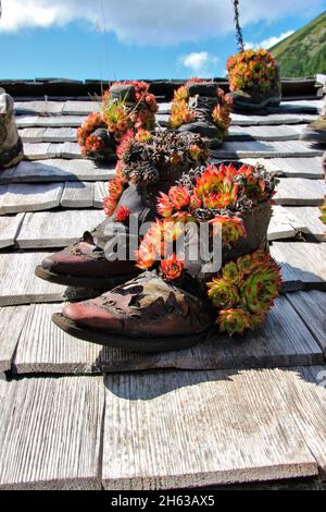 Schuhe, die auf dem Dach der plumsjochhütte (1630m) auf dem plumsjoch in der eng,karwendelgebirge,rißbachtal,tirol,österreich,europa,alm,eng-alm mit Hauseek (sempervivum) gepflanzt wurden Stockfoto