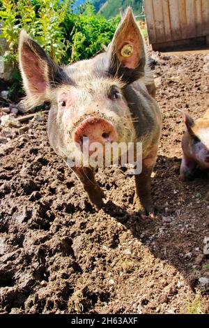 Hausschwein auf der plumsjoch alm,freilaufend,Schlamm,domestiziert,Schwein,Ferkel,Wiese,jung,alm,tirol,eng-alm,österreich Stockfoto