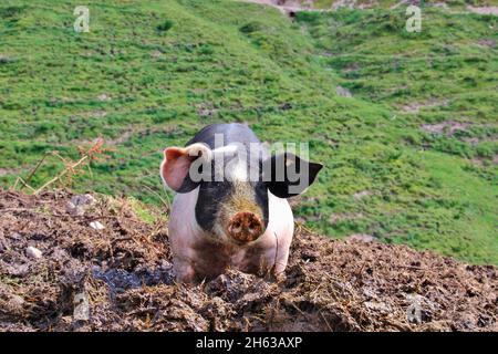 Hausschwein auf der plumsjoch alm,freilaufend,Schlamm,domestiziert,Schwein,Ferkel,Wiese,jung,alm,tirol,eng-alm,österreich Stockfoto